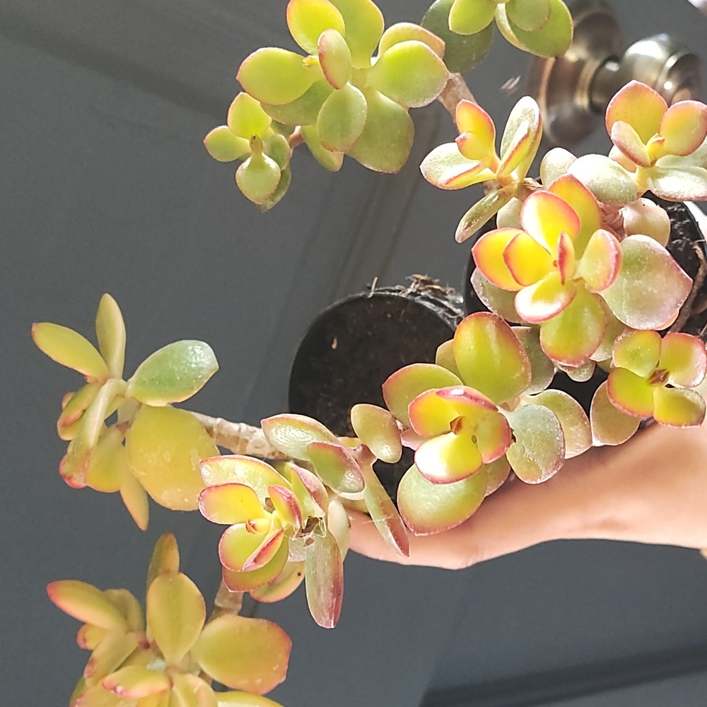 Mini Jade succulents - Picture 6 of 6